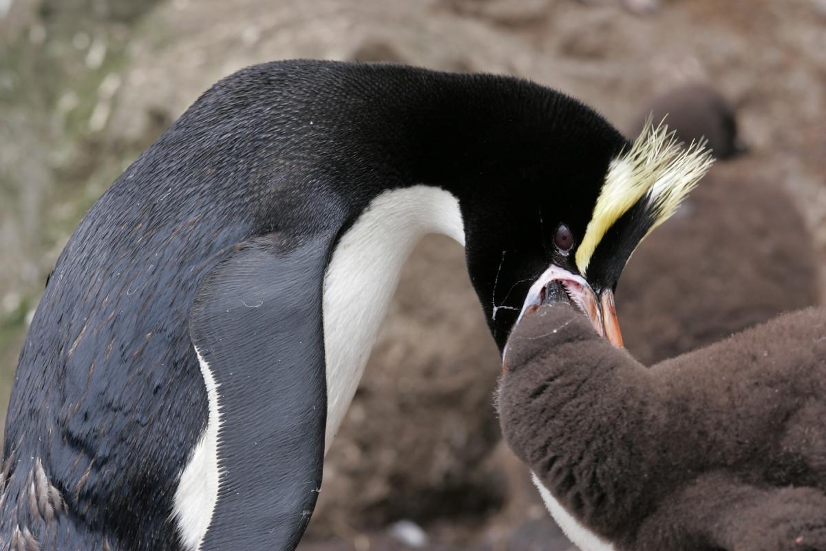 Erect Crested Пингвин